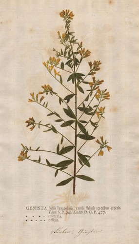 Genista ginster balai - genista,