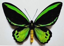 FANTASTIC ORNITHOPTERA PRIAMUS