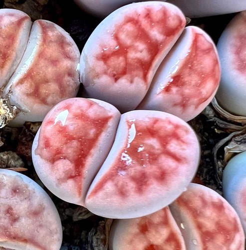 Lithops karasmontana form