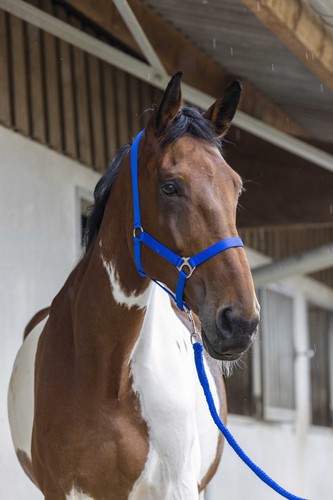 Licol longe riding world - riding,