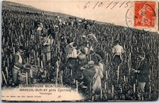 51 MAREUIL SUR AY - vendanges