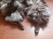 fourrure renard argenté