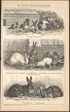 1897 Gravure originale Lapins Argenté de Champagne Angora Zoologie