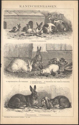 1897 gravure originale lapins - originale,