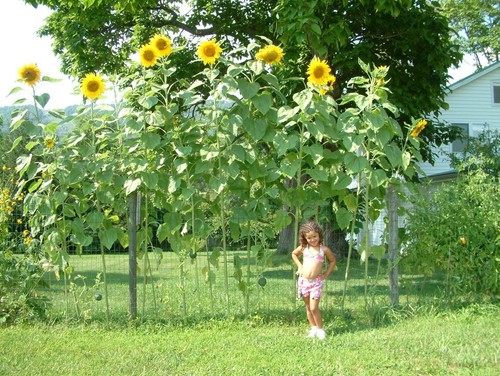 Tournesol géant sky - géant,