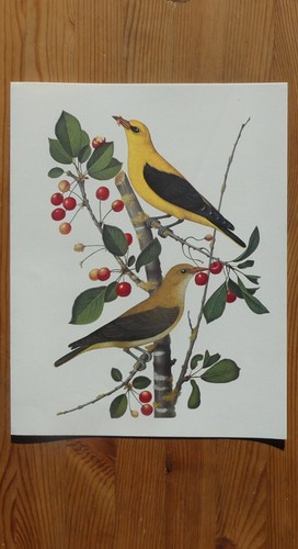 Ornithologie peinture - ornithologie,