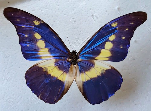 Entomologie morpho rhetenor - entomologie,