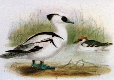 HARLE PIETTA  CANARD  Yt 2785 A FRANCE  FDC Enveloppe Lettre Premier jour