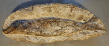 Grand Poisson fossilisé, dans