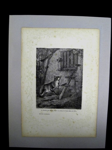 Animaux renards - animaux,