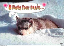 Animaux - Chiens - Husky - chiot Malamute - Carte Humoristique - Hiver - Neige -