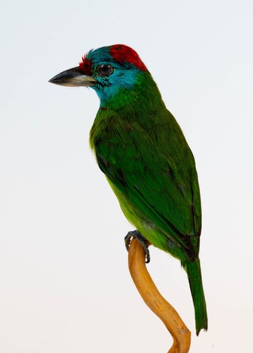 Taxidermy blue throated - blue-throated, barbet