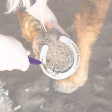 -pied pour cheval, matériel