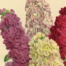 Fleur Giroflées Quarantaines