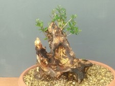 Bonsaï olivier 20 x 20 m en