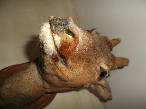 Belle tete biche ou - tete,