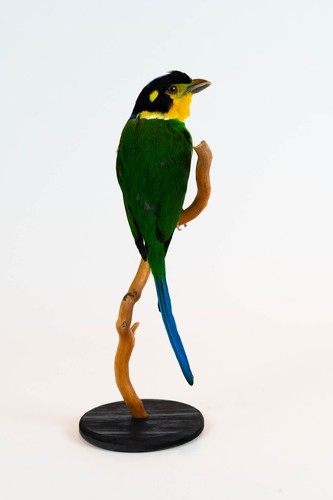 Taxidermy long tailed - taxidermy, long-tailed