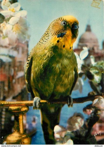 Carte postale animaux - -,