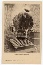CARTE POSTALE, Apiculture Beekeeping mise en ruche  essaim ALPHAUDÉRY Montfavet