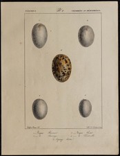 1830 - Oeufs d'oiseaux (Pigeon ramier, pigeon sauvage) - Lithographie ancienne