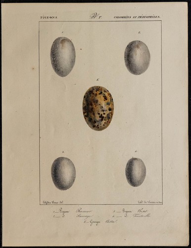 1830 oeufs oiseaux - oeufs, d'oiseaux