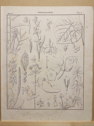 Lithographie ancienne 1833 lys - 1833,