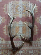 BELLE PAIRE BOIS CERF 71CM