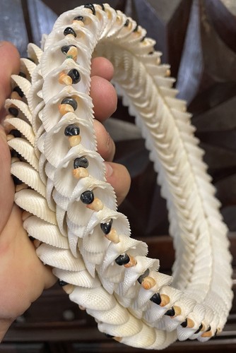 Couronne coquillage tahiti - couronne,