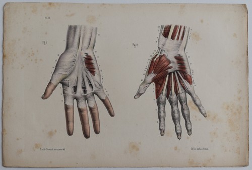 Anatomie myologie région - myologie,