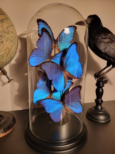 Cabinet curiosites globe - cabinet, de