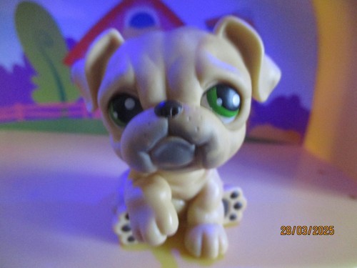Petshop chien bouledogue 107 - chien, #107