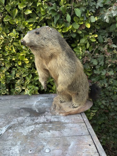 Très rare taxidermie marmotte - rare,