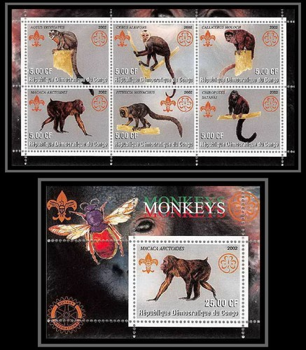 2090b congo aotus - congo,
