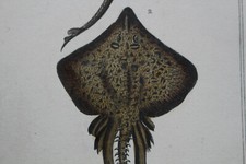 Gravure POISSONS XIXè -