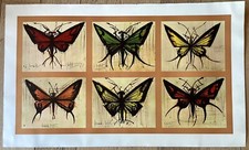 Bernard Buffet, Papillons 1963, Reproduction Éditions Braun et Cie, F 89 x 53,5