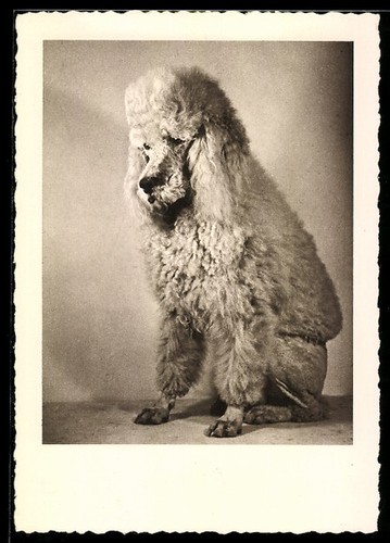 Caniche royal blanc portrait - caniche,