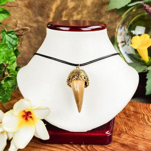 Dinosaur tooth real - lg,