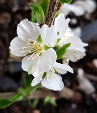 Prunus tomentosa 'Snovit' /