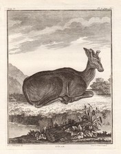 Élan Animaux Gravure En Bois