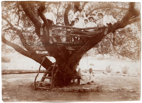 Haïti port prince arbre - au, prince"l'arbre