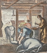 Le vétérinaire gravure