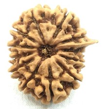 Super Collection 12 Mukhi