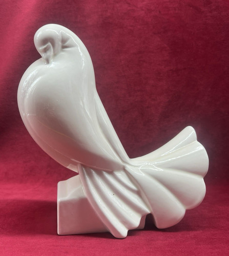 Dove pigeon jacques - dove,