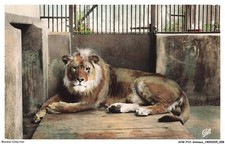 AVWP12-0652-ANIMAUX - Lyon - Parc de la tete d'or - Brutus le lion du parc