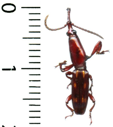 Brentidae baryrhynchus - brentidae,