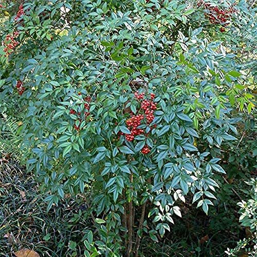 100 bamboo seeds - bamboo,