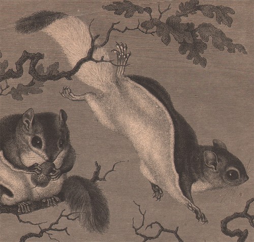1869 belle gravure écureuils - 1869,