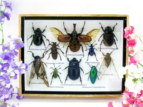 Insectes exotiques réel - insectes,