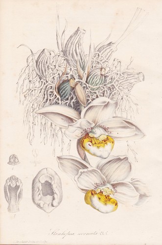 Orchidée stanhopea ecornuta - orchidée,