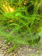 Mousse Aquarium Willow Moss 